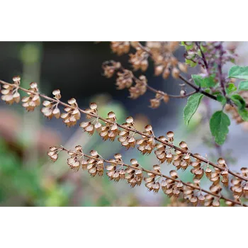 Dried Tulsi Leaves